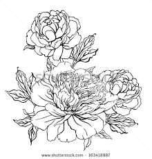 peony vintage hand drawing background with flowers vector illustration isolated on white buy this vector on shutterstock find other images