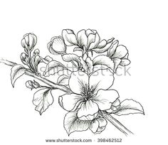 hand drawn branch of cherry blossom isolated on white background hand drawn illustration ink drawing flowers contour pencil drawing hand drawn sketch
