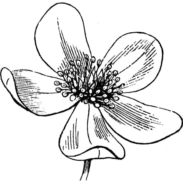 flower clipart a liked on polyvore featuring backgrounds flowers black decor and drawings