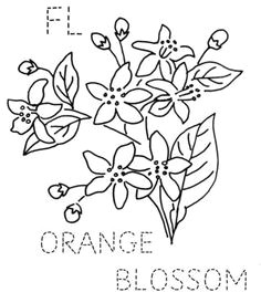 coloring pictures of the orange blossom flower colors petals cream 3823 centers pale yellow 4080