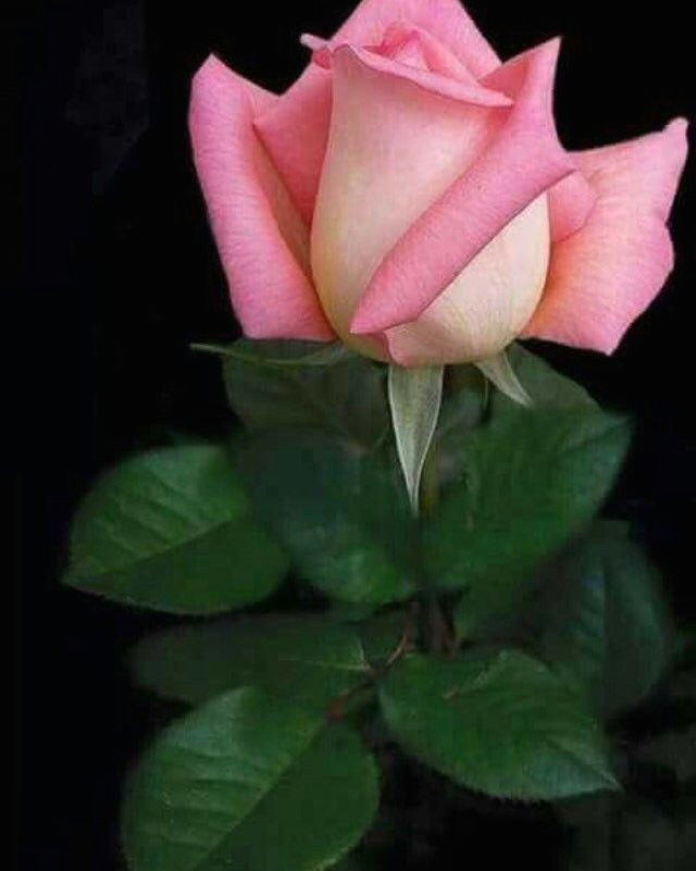 selametle instagram selametle images videos love flowers love rose amazing flowers flowers