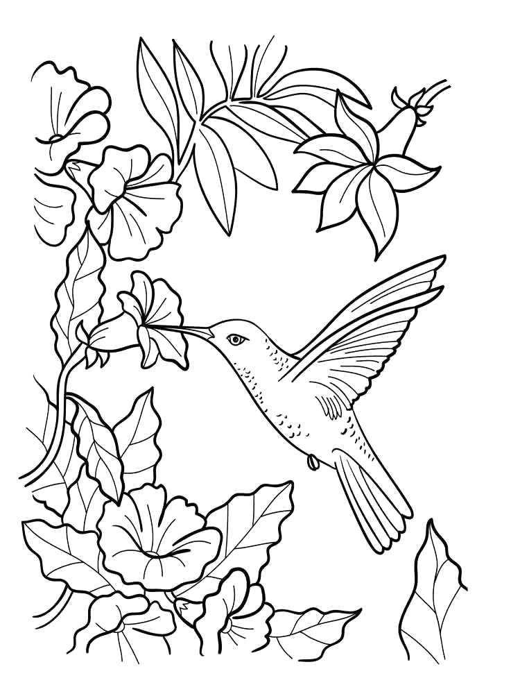 coloring pages hummingbirds vases flower vase coloring page pages flowers in a top i 0d