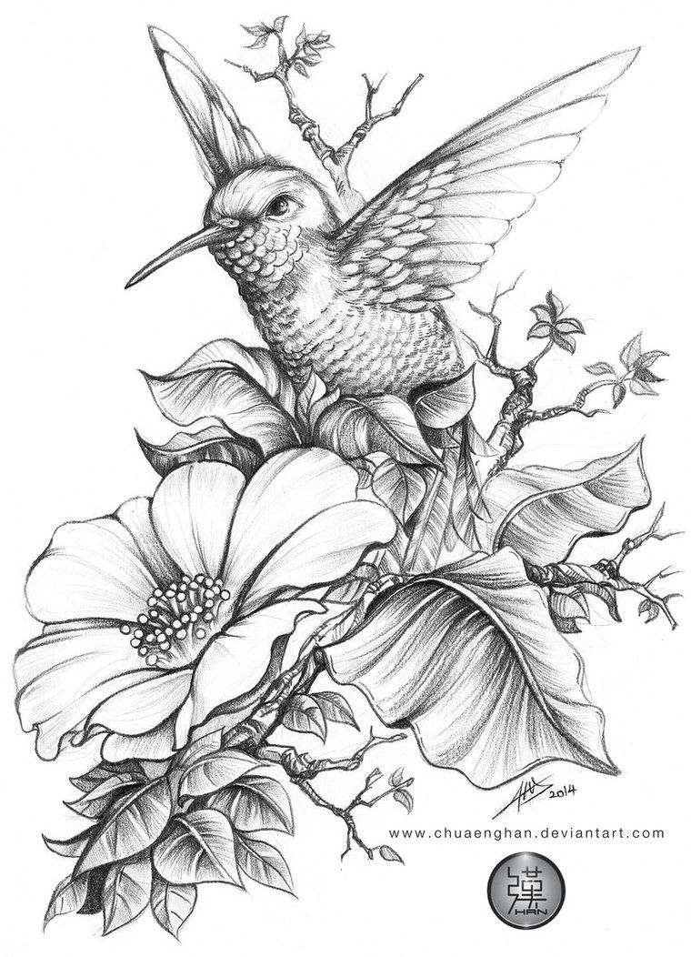 hummingbird e e done for a book cover a4 size hb 3b 6b