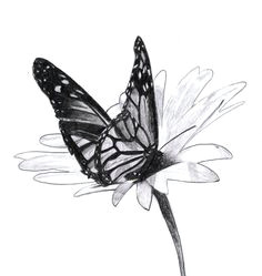 2006 beautiful flower drawings pencil drawings of flowers beautiful butterflies