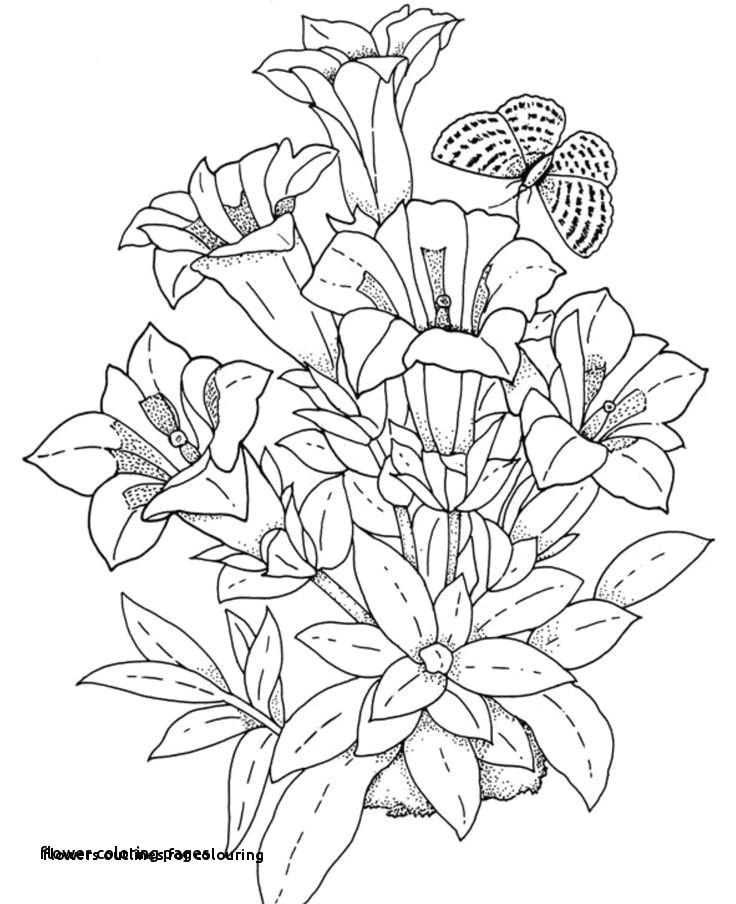 flowers outlines for colouring new flower clipart outline colour in pages best coloring page 0d