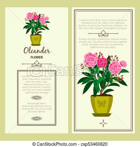 oleander flower in pot banners csp53460820