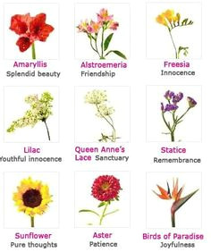 color of roses and their meanings for the symbolic language of flowers from the victorian age