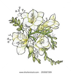 image result for freesia flowers