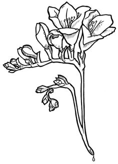 freesia flower flower outline freesia flowers tattoo drawings flower drawings pug tattoo