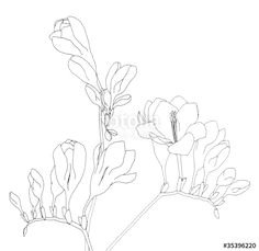 image result for freesia flower drawings line drawing drawing sketches diy artwork watercolour
