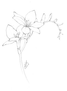 flower drawings freesia