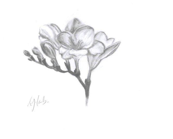 freesia