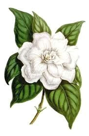 gallery showing all our illustrations listed in the plants subject category jasmine flower tattoos jasmine