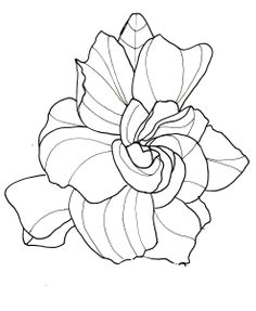 line drawing flowers gardenia