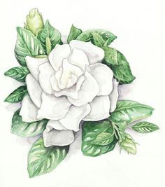 Drawing Of Gardenia Flower 220 Best Flowers Gardenia Images White Flowers Beautiful Flowers