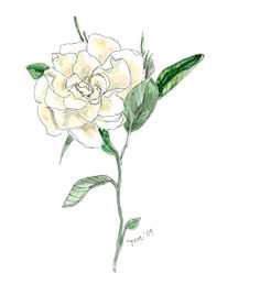 gardenia drawing google search