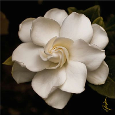 gardenia this would make for a nice tattoo also