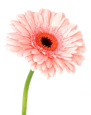 gerbera 2