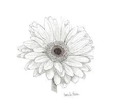 gerbera