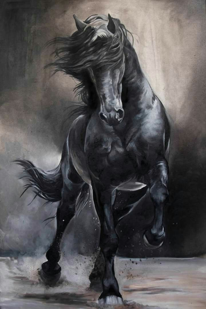 wonderwoman freereign black horses wild horses horse girl horse love
