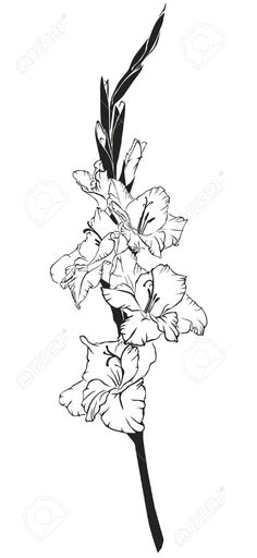 black and white line art image of a flower gladiolus
