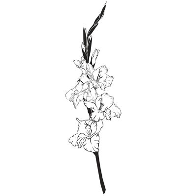 gladiolus on vectorstock