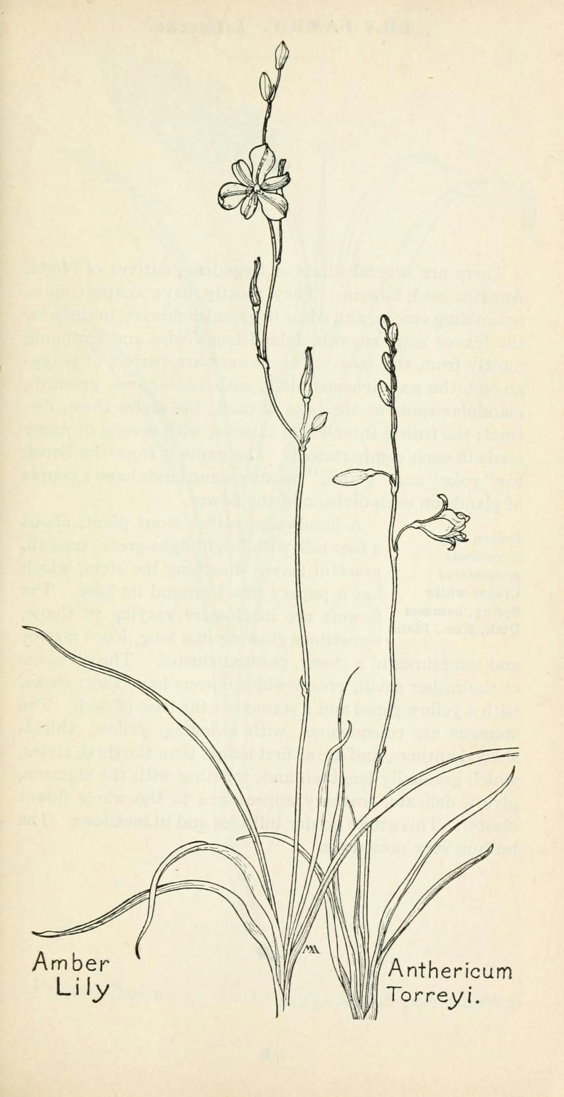 field book of western wild flowers