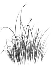 how to draw grass pencil drawing lesson
