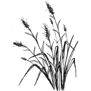 grass drawing magenta flowers wheat grass botanical drawings tatting blade