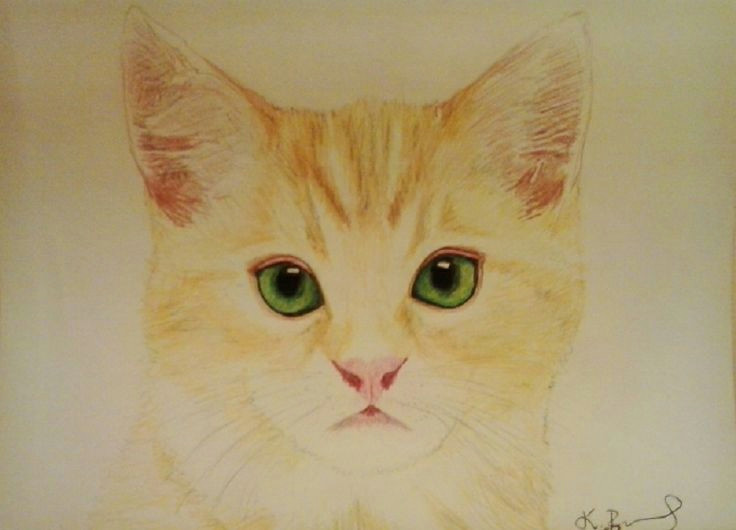 ginger cat with green eyes my passion my drawings draw my drawings ginger cats