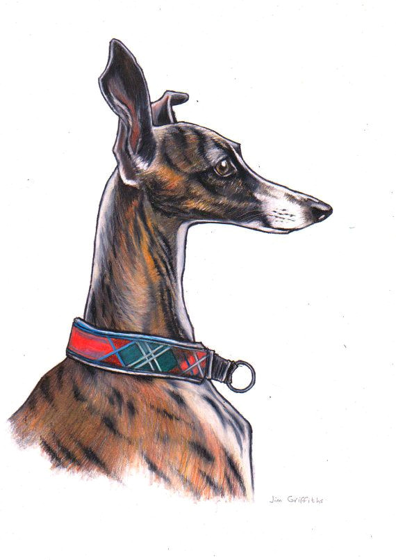 whippet art by jim griffiths greyhound art italian greyhound whippet dog blue heelers