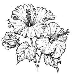 resultado de imagem para how to sketch a hibiscus flower