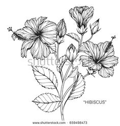 hibiscus flower drawing vector image on vectorstock