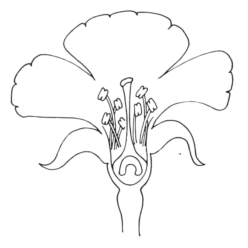 gumamela flower drawing how to draw a hibiscus stepstep very