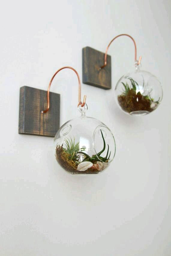 air plants hanging from rope in your trees will draw the eye up in your outdoor space and feels really bohemian