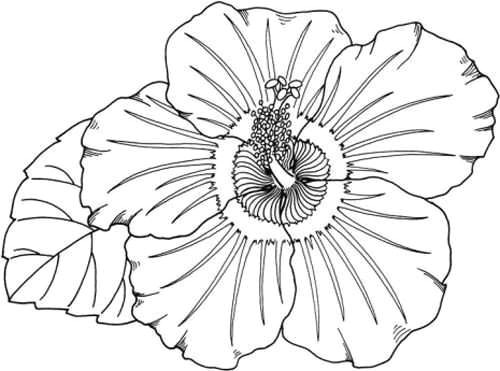 hawaiian flower coloring page inspirational hawaii coloring pages new s s media cache ak0 pinimg originals 0d