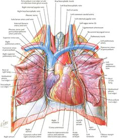 netter s anatomy is seriously beautiful you don t have to be a science geek to appreciate this it s overall amazing