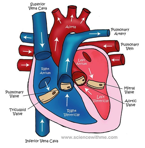 learn about the heart video and diagram