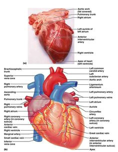 diagram of the heart