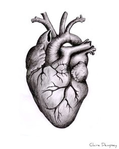 anatomically correct heart coloring page letohomes heart anatomy drawinganatomical
