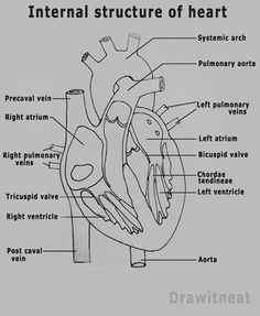 step by step tutorials on drawing biology diagrams heart anatomy drawing human heart drawing