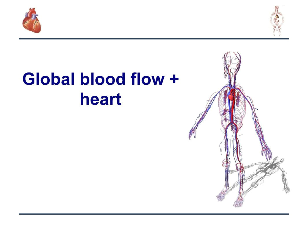 4 4 global blood flow heart
