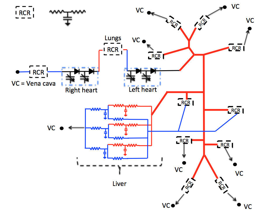 schematic representation of the 1d 0d closed loop model for porcine blood circulation including a 3 lobe liver model 1d blood flow is simulated in the