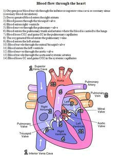 blood flow through the heart diagram and written steps