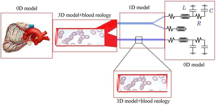 heart blood flow diagram worksheet awesome cardiac flow chart medium