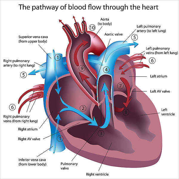 how your heart works