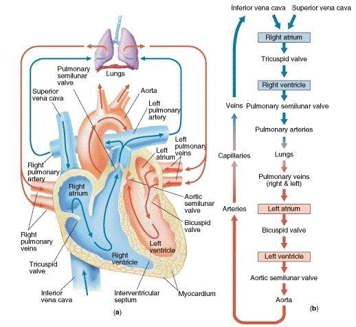 blood flow of heart blood flow physiology pathofblood cardiacnurse http