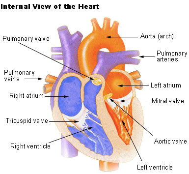 structure of the heart