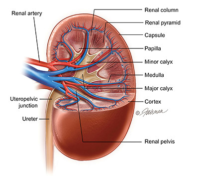 parts of the kidney