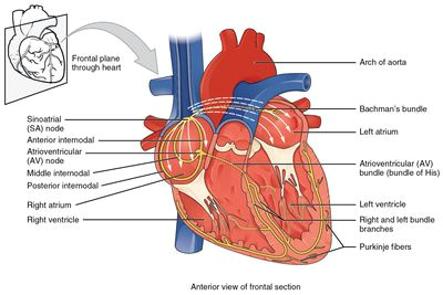av and sa nodes electrical system of the heart